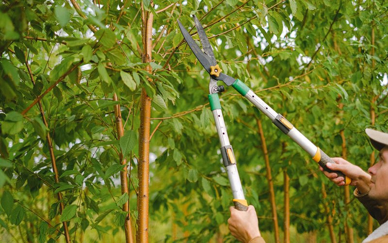 Tree trimming in Sedro Woolley, WA